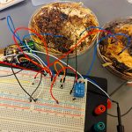 شبکه میسیلیوم شیتاکه که به ممریستور زیستی تبدیل شده است