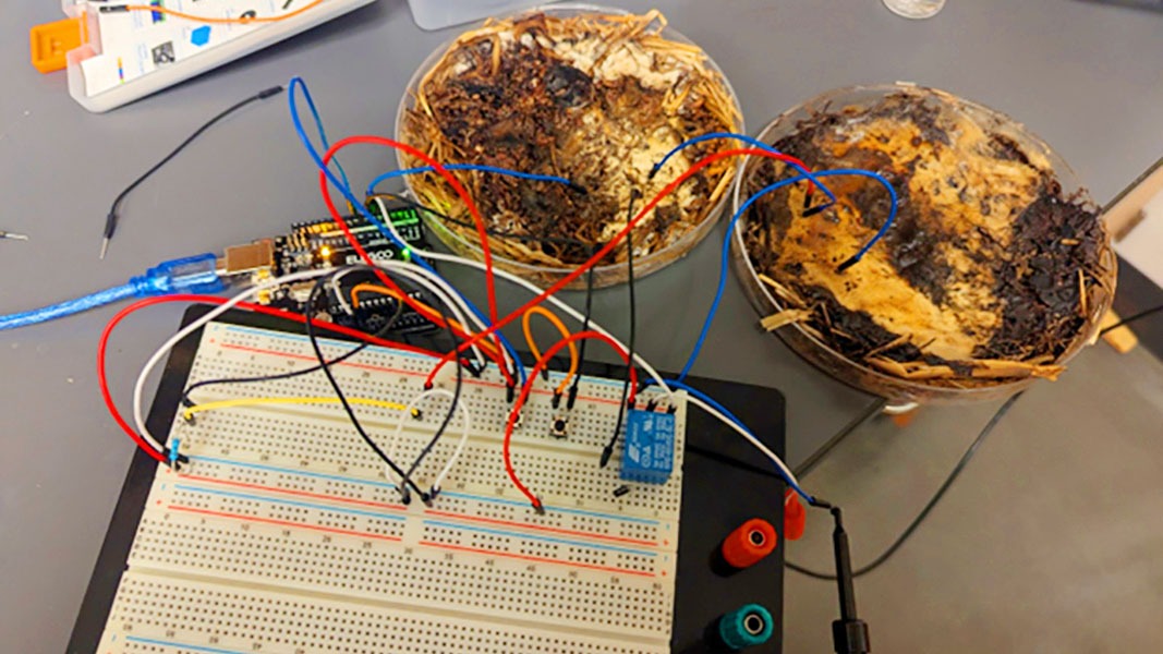 شبکه میسیلیوم شیتاکه که به ممریستور زیستی تبدیل شده است